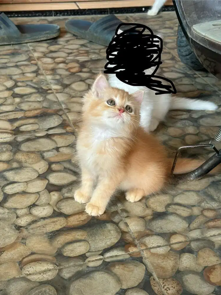 Jual kucing persia flatnose