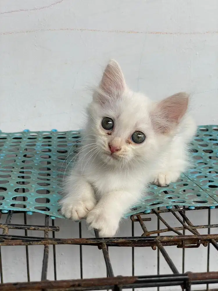 Jual kucing persia flatnose