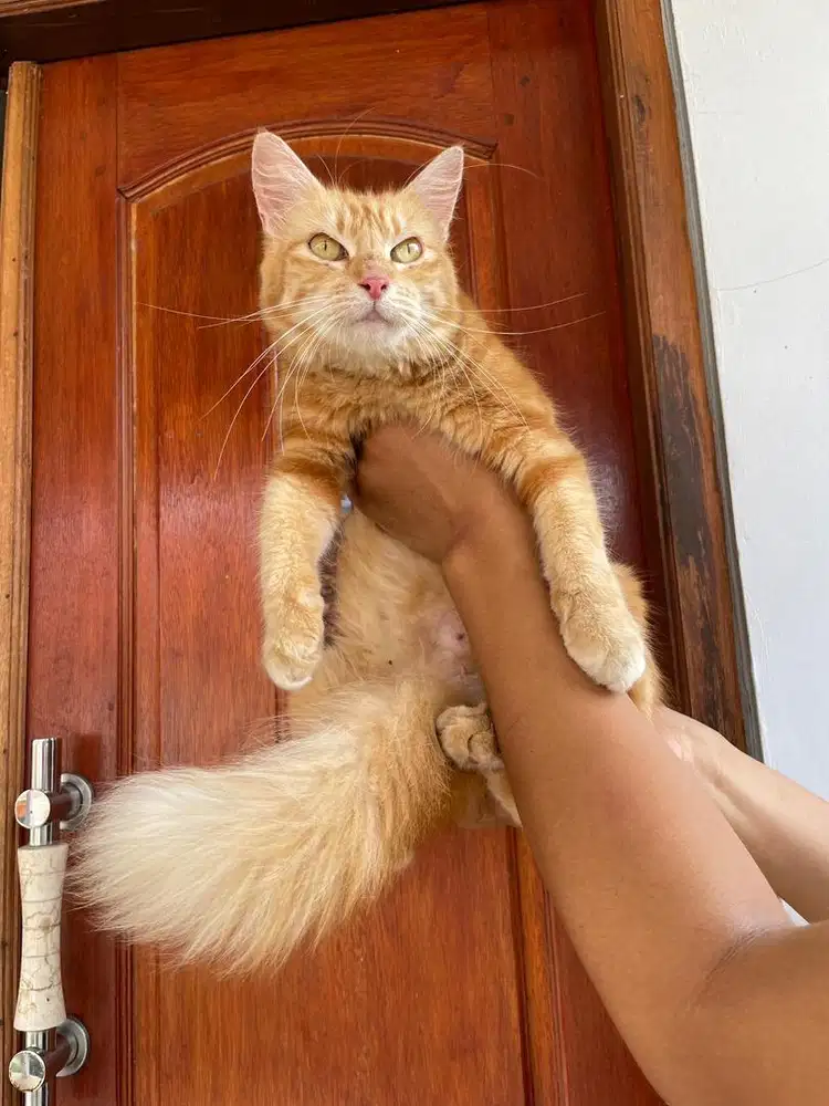 Jual kucing persia bigbone