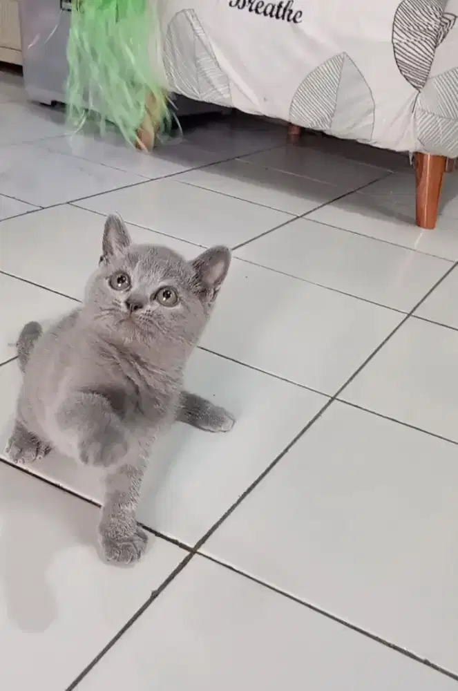 BRITISH SHORTHAIR / BSH BLUE