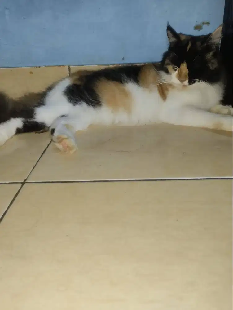 Lepas adopsi Calico betina proven 1thn oyen 9bln