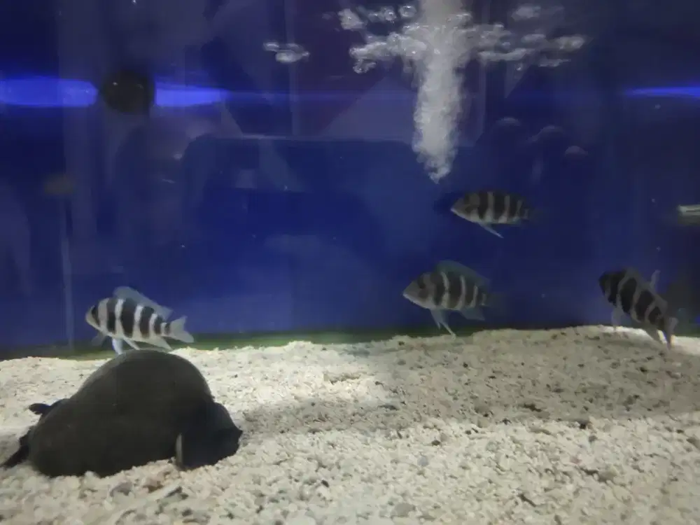 Jual Bu ikan frontosa Burundi