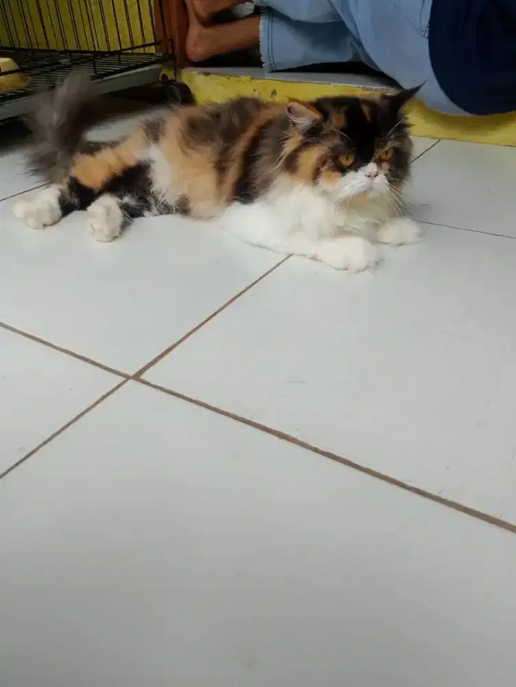 Open adopsi kucing Persia flatnose