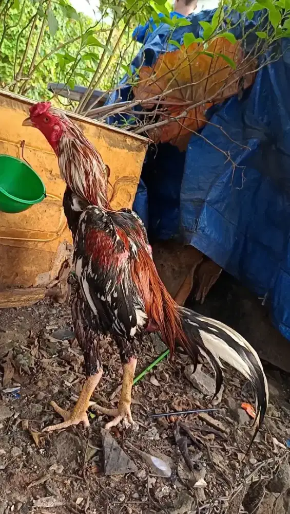 Ayam bangkok brumbun