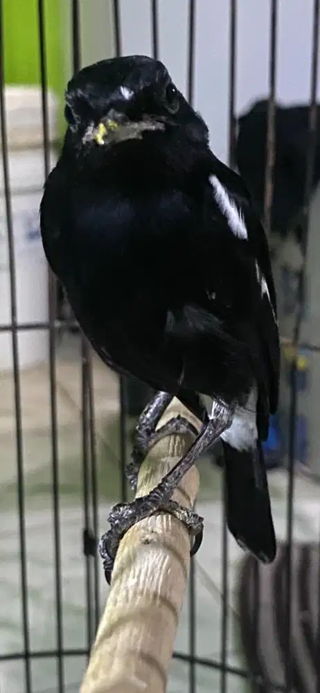 detcu wulung jinak cetrekan