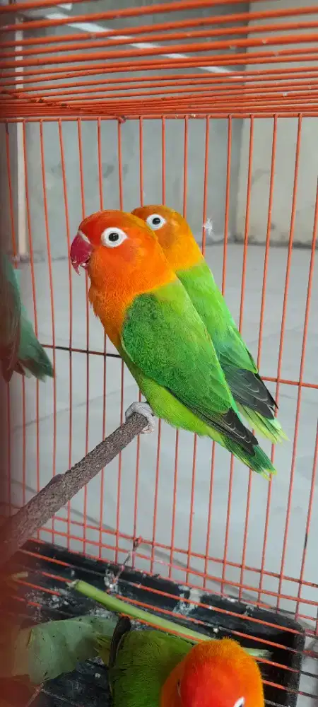 Sepasang produksi Biola green x biola green