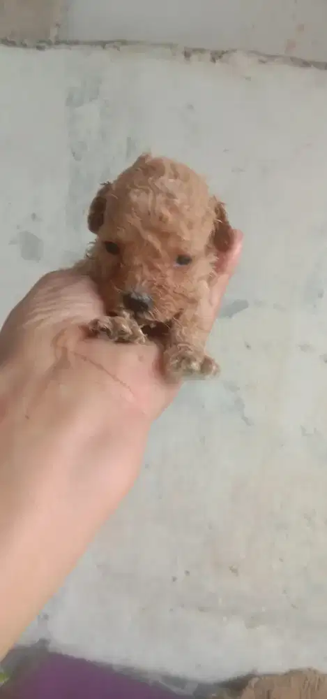 Anakan poodle toy jantan 1 bulan