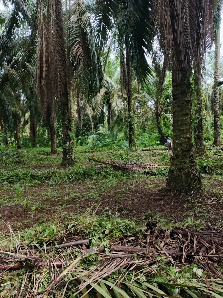 Jual Tanah ±8.850 m² Jalan Pakis Paya Roba Binjai Barat – Nego