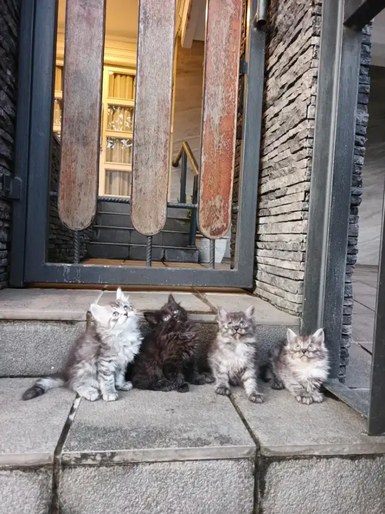 Kitten Persia lucu lucu