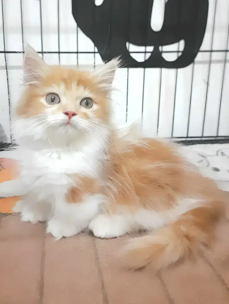 Kucing munchkin cebol Jantan