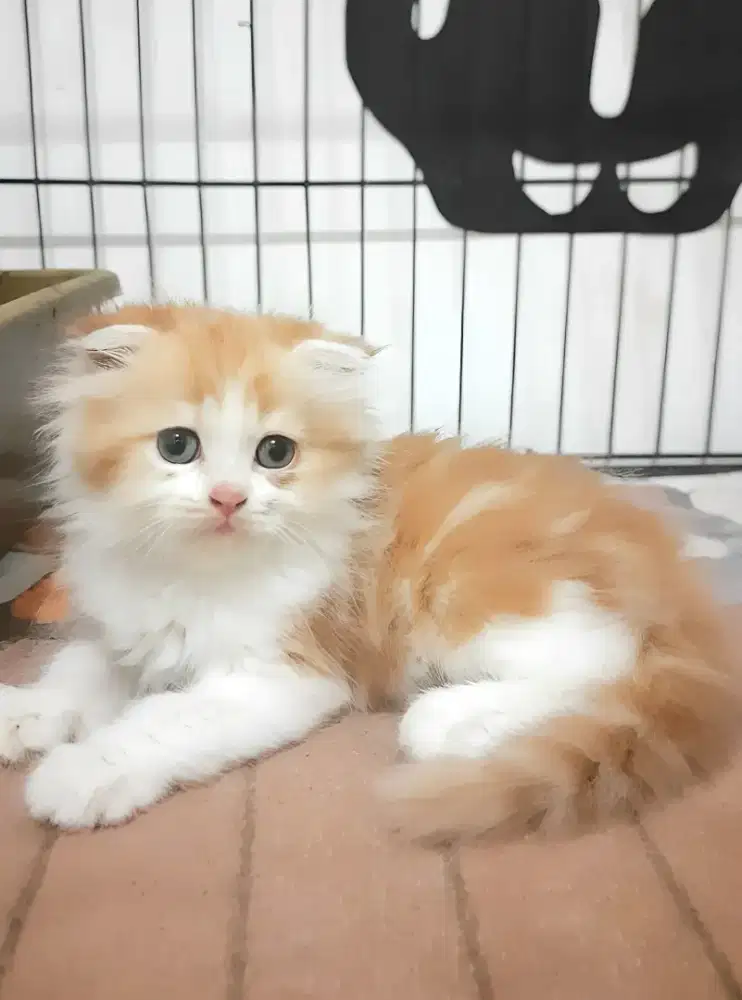 Kucing scottish fold betina