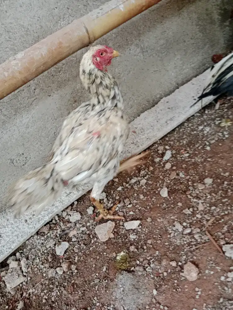 Biang pakhoy di jual