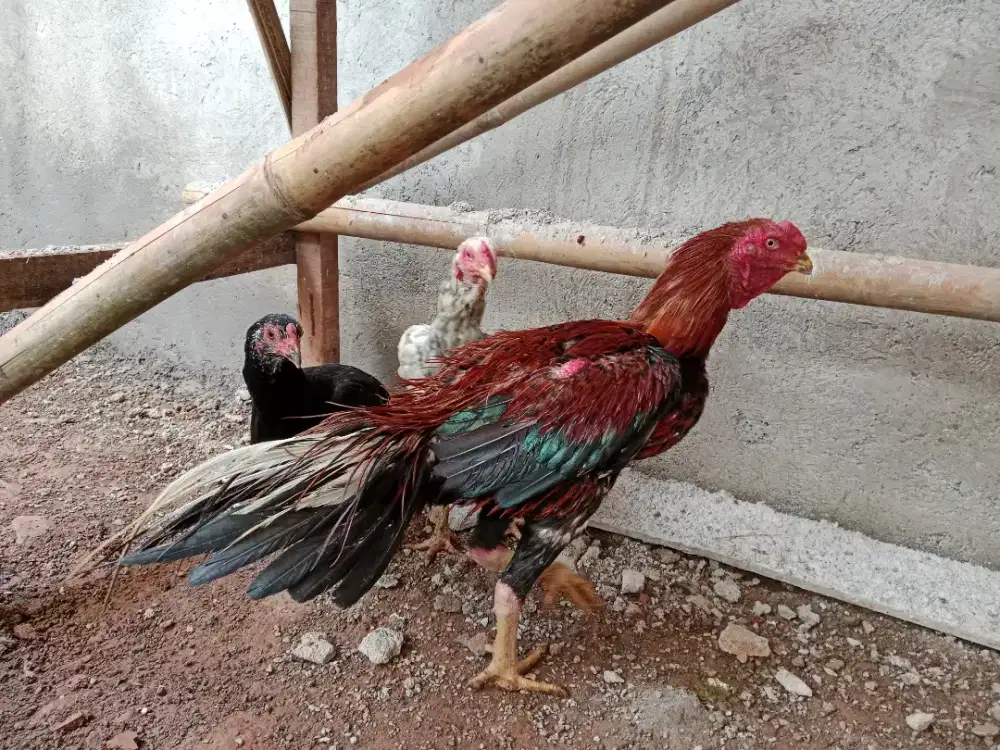 Pacek bangkok klasik