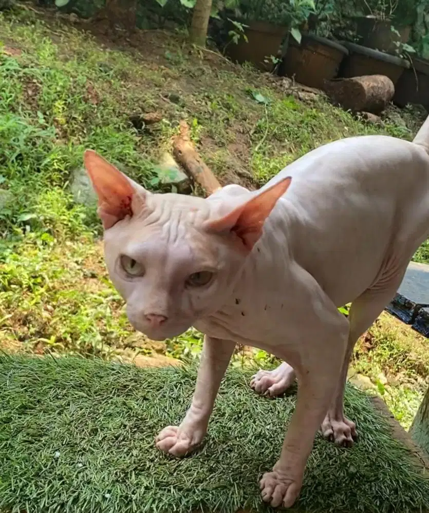 Jasa pacak sphynx hairless