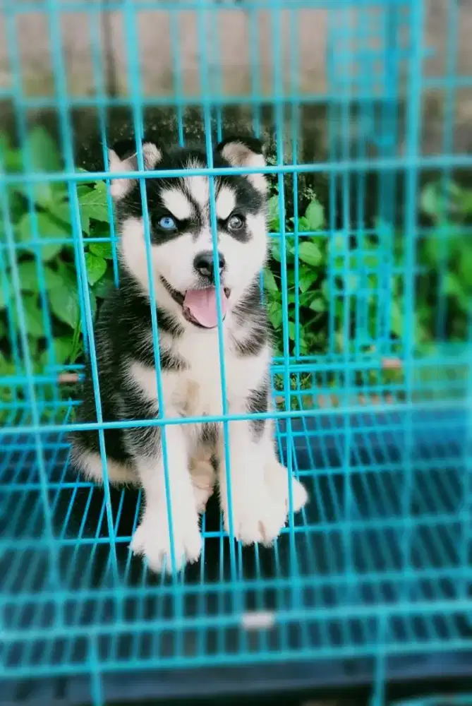 Siberian Husky Jantan Flip flop marking simetris