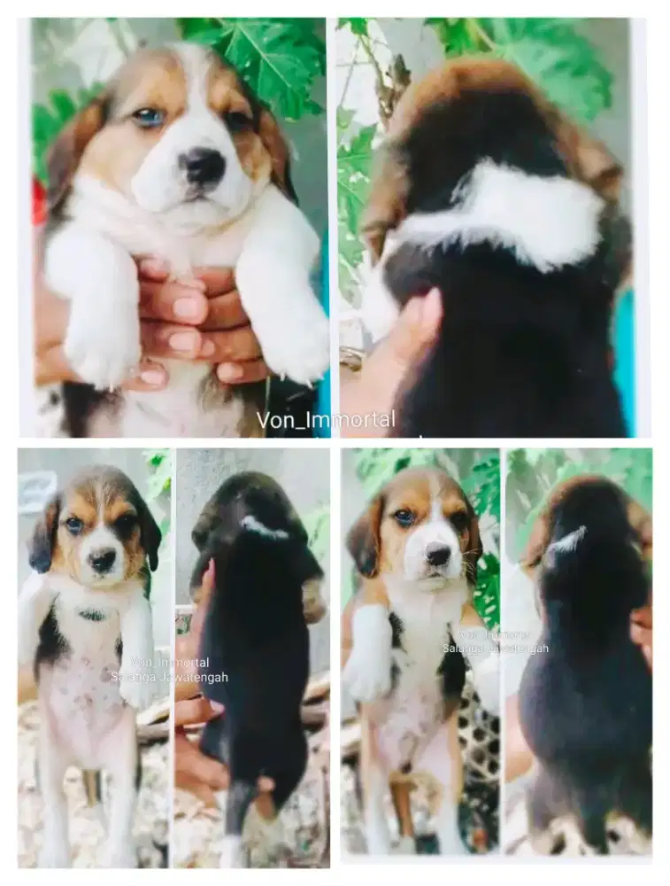 Beagle Jantan Betina