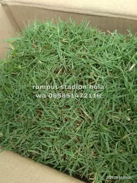 Harga Supplier Rumput Stadion Lapangan Zoysia Matrella Garut