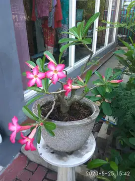 TANAMAN ADENIUM / KAMBOJA JEPANG MURAH