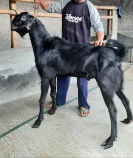 Kambing Besar Murah, Kambing PE, Kambing Etawa