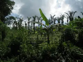 Tanah di sukabumi