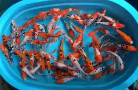 IKAN KOI GRACIA PUSAT KOI KARANTINA INDONESIA