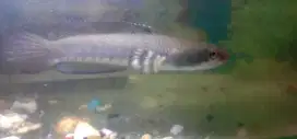 Ikan Channa Pulchra