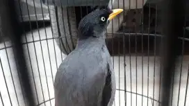 Jalak kebo mata putih