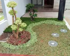 RUMPUT GAJAH MINI DAN KETAPANG MINI VAREGATA