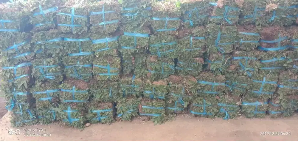 jual rumput gajah mini untuk bikin taman