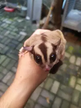 Sugar Glider + kandang(COD Jabodetabek)