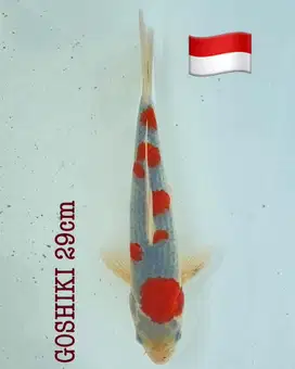 Ikan KOI Goshiki Blitar