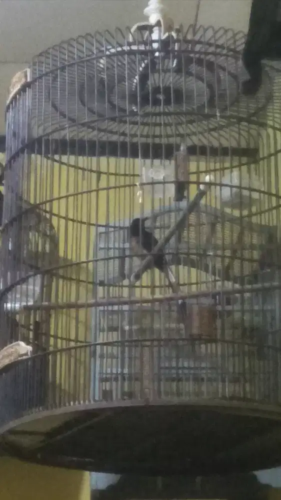 Murai batu Medan super