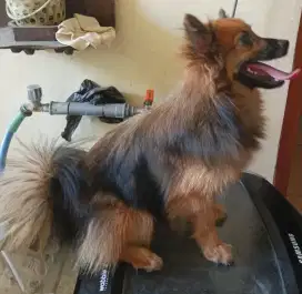 Anjing pom jantan