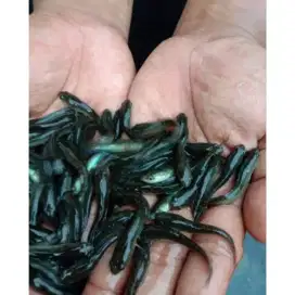 Bibit ikan gabus 5-6cm full pelet