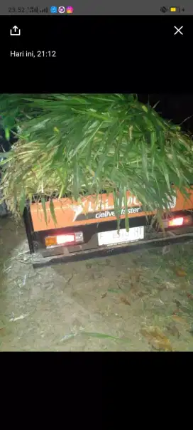 Rumput Odot 1 ton
