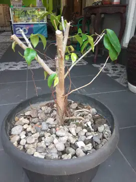 Bonsai Beringin Murah