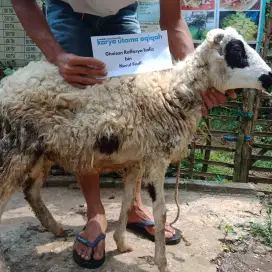 Domba Aqiqah murah