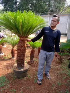 Pohon palem sikas