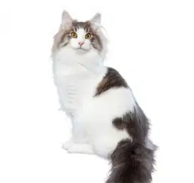 vaksin kucing kenjeran