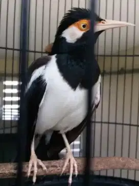 Burung jalak suren