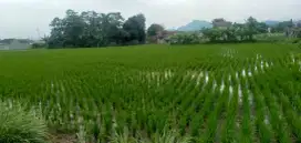 Di jual CEPAT sawah dekat jalan raya