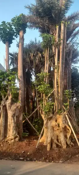 jual Pohon pule