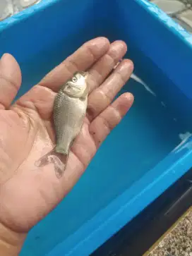 Jual bibit ikan mas