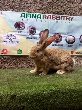 Kelinci Flemish Giant indukan betina