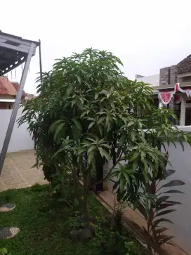 Pohon mangga murah