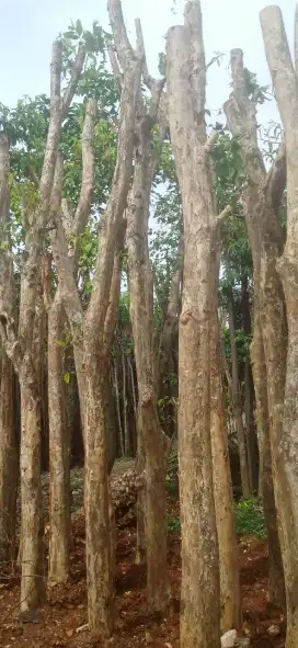 Penanaman pohon pelindung