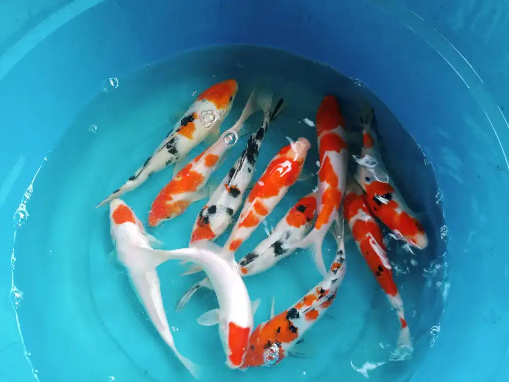 Ikan koi warna kohaku,tanco,sanke,Showa