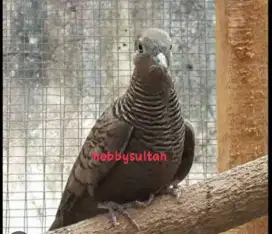 Burung perkutut cemani hitam full asli