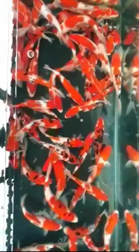 IKAN KOI BLITAR MERAH SPT DARAH PUTIH SPT TULANG INDONESIA