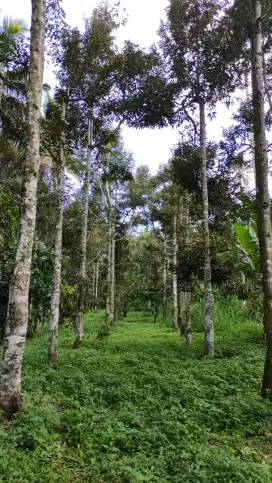 TANAH KEBUN DURIAN DI PETANG BADUNG # AIR TERJUN BIDADARI AYUNG RIFER